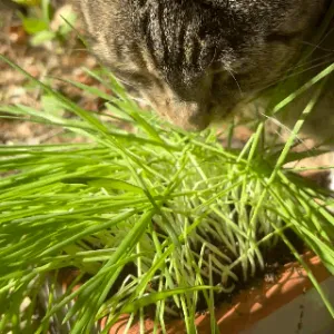 Flash sale ends Aug 22 at noon: Cat Grass kit - zero waste and self-watering