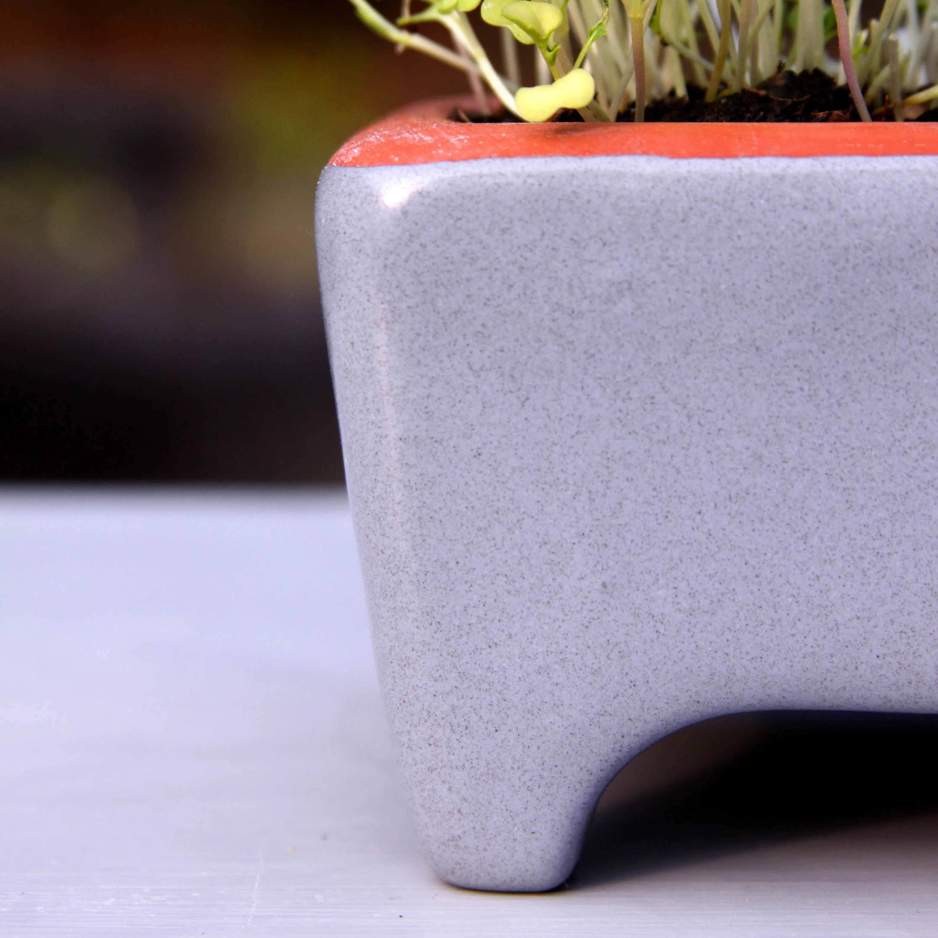 Flash sale ends Aug 22 at noon: Cat Grass kit - zero waste and self-watering