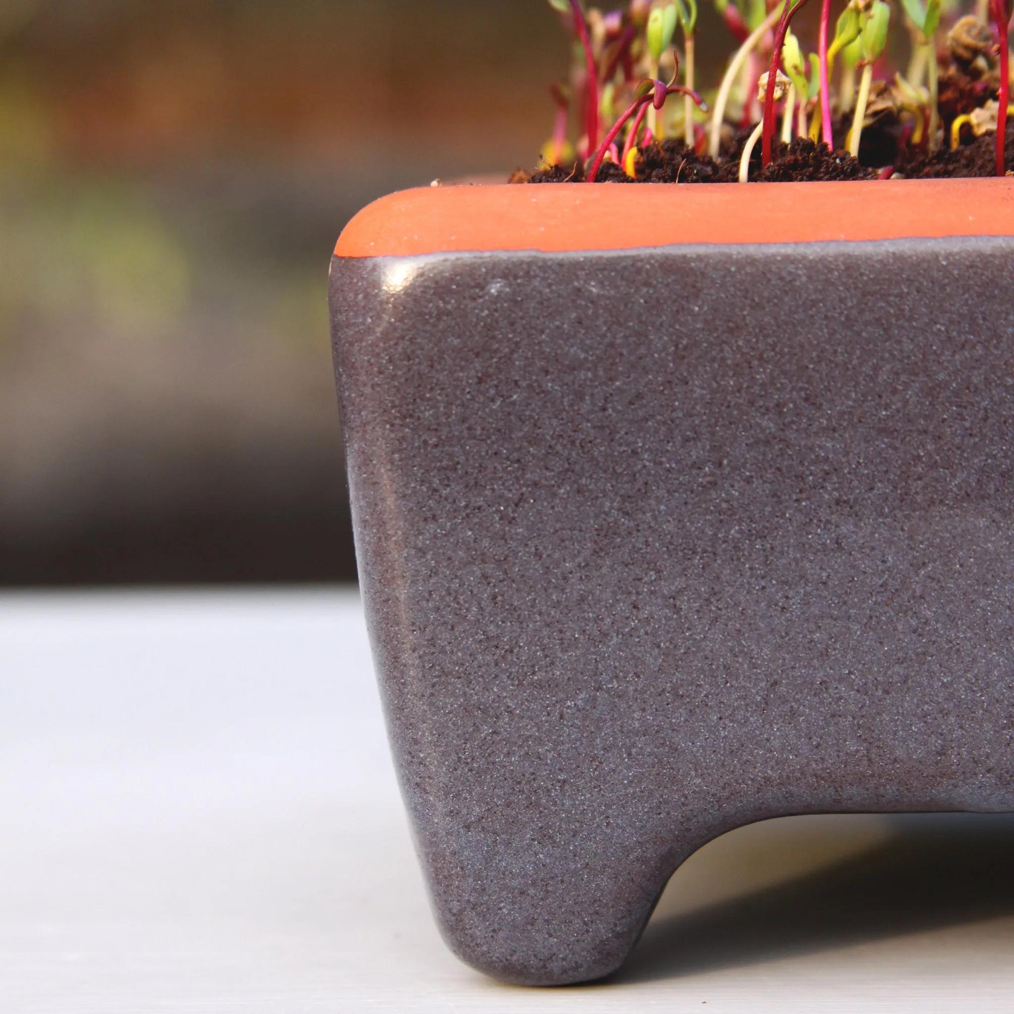 Flash sale ends Aug 22 at noon: Cat Grass kit - zero waste and self-watering