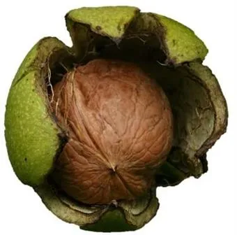 Raw Walnuts