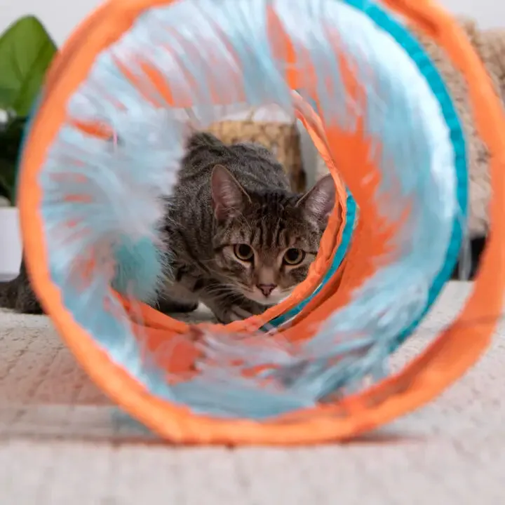 SmartyKat Instincts Teaser Tunnel™ Activity Tunnel Cat Toy (Medium)